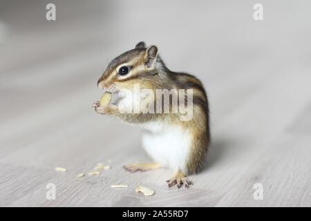 Sibirische Streifenhörnchen Stockfoto