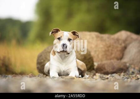 Amerikanischer Staffordshire-Terrier Stockfoto