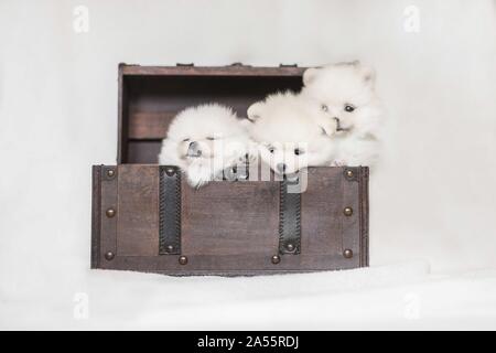 Pomeranian Welpen vor weißem Hintergrund Stockfoto