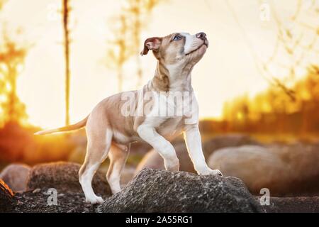 Amerikanischer Staffordshire-Terrier Stockfoto