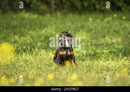 Deutscher Jagdterrier Stockfoto