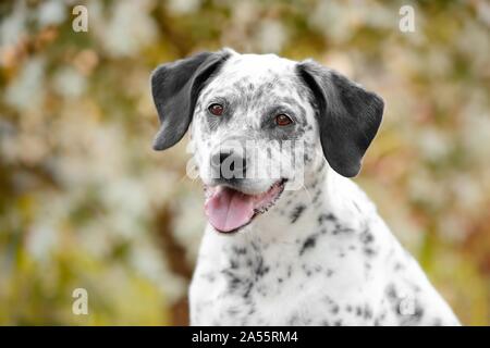 Border-Collie-labrador-retriever Portrait Stockfoto