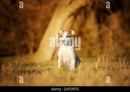 American Staffordshire Terrier Welpen Stockfoto