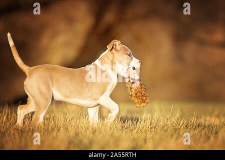 American Staffordshire Terrier Welpen Stockfoto