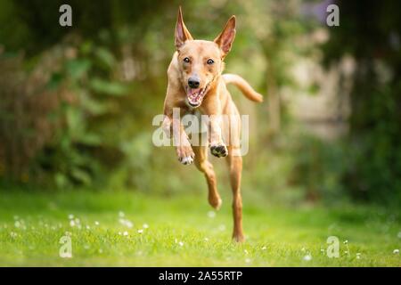 Ausführen von Podenco-Mongrel Stockfoto