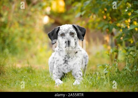 Lügen Border-Collie-Labrador-Retriever Stockfoto