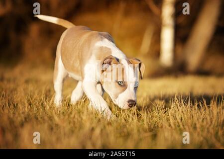 American Staffordshire Terrier Welpen Stockfoto