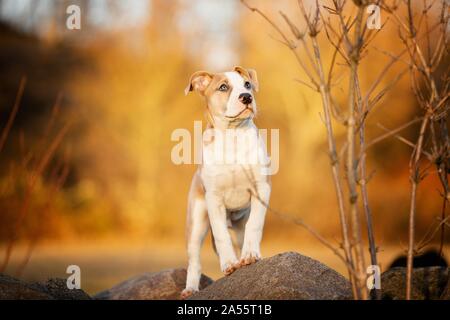 American Staffordshire Terrier Welpen Stockfoto