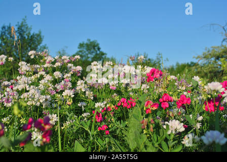 Securigera Varia (coronilla Varia), lila Krone vetch und pink Sweet pea blühenden Blumen an sonnigen Frühling Glade, Blau hellen Himmel Hintergrund Stockfoto