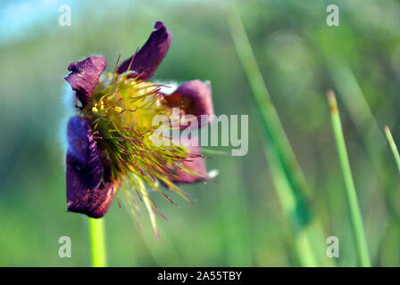 Blühende Pflanze Pulsatilla patens (östliche Küchenschelle, Prairie crocus, cutleaf Anemone) lila Blütenblätter und gelben Stempel haarige Laub Nahaufnahme Stockfoto