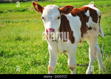 Braune und weiße männliche Kalb mit einer Kette stehen auf einer grünen Wiese gebunden, portrait Nahaufnahme Detail Stockfoto