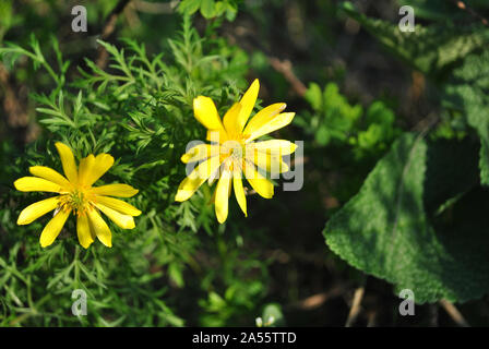 Blühende Blumen gelb (Caltha buttercup) mit grünen Blättern im Hintergrund, Nahaufnahme, Detail Stockfoto