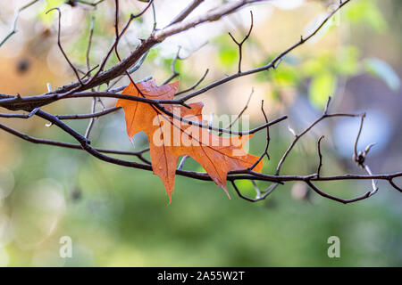 Lonely maple leaf hängen zwischen Zweigen. Stockfoto