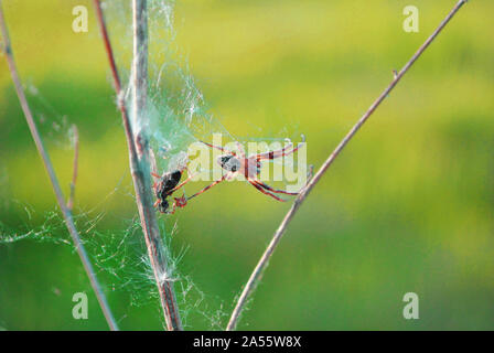 Araneus diadematus (European Garden Spider, Diadem Spinne, Spinne, gekrönt orb Weaver) mit Fly im Web auf dem Hintergrund der verschwommene grüne Gras Stockfoto