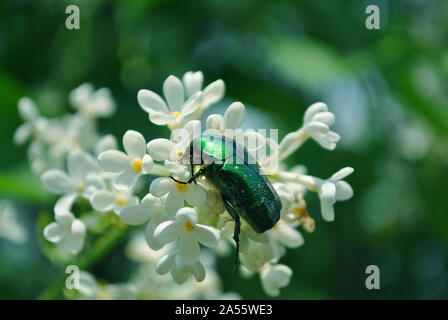 Cetonia aurata (rose Käfer, Grüne Rose chafersitting) Käfer sitzen auf Weiß lila Blüten Nahaufnahme Detail, weiche verschwommen und blauer Himmel Stockfoto