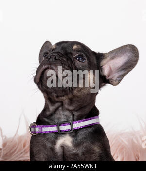 Französische Bulldogge Welpen. Die Französische Bulldogge ist eine Hunderasse Haushund. In den 1800er Jahren, sie waren das Ergebnis einer Kreuzung zwischen Spielzeug Bulldoggen aus importierten Stockfoto