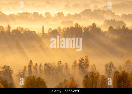 Strahlen der Sonne zwischen den Bäumen auf den Sonnenaufgang im Nebel Stockfoto