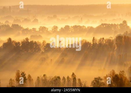 Strahlen der Sonne zwischen den Bäumen auf Sunrise Stockfoto