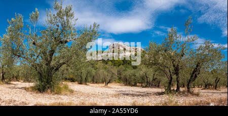 Olivenhain in Les Baux-de-Provence, Frankreich. Stockfoto