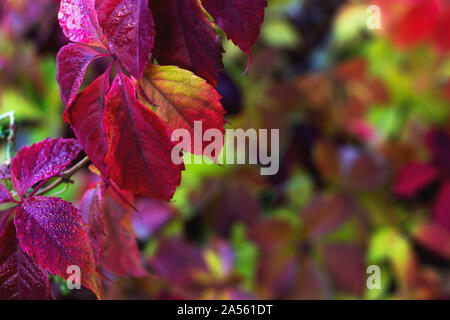 Natürliche Herbst Hintergrund. Rote Blätter auf hellen unscharfer Hintergrund. Stockfoto