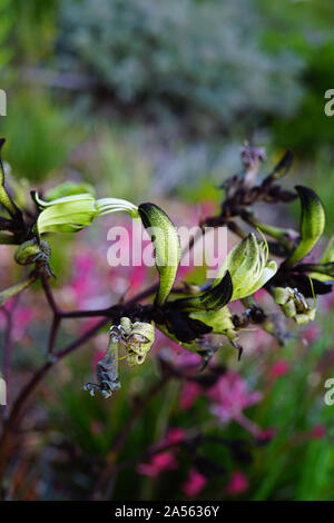 Anzeigen eines Schwarzen Kangaroo Paw Blume (Macropidia fuliginosa) in Australien Stockfoto