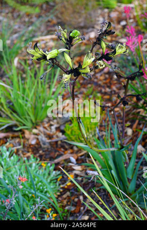 Anzeigen eines Schwarzen Kangaroo Paw Blume (Macropidia fuliginosa) in Australien Stockfoto