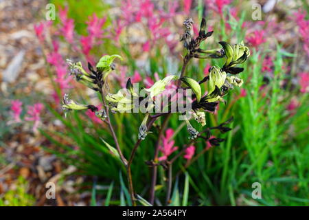 Anzeigen eines Schwarzen Kangaroo Paw Blume (Macropidia fuliginosa) in Australien Stockfoto