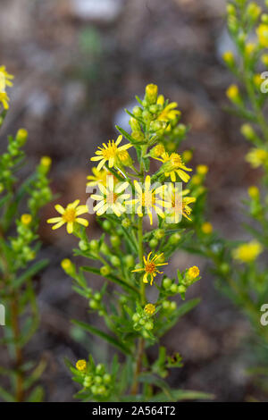 Dittrichia viscosa, falsche Yellowhead, Woody fleabane oder klebrigen Fleabane neben einer Straße in Kreta, Griechenland. Es ist eine gemeinsame spät blühende Kraut Stockfoto