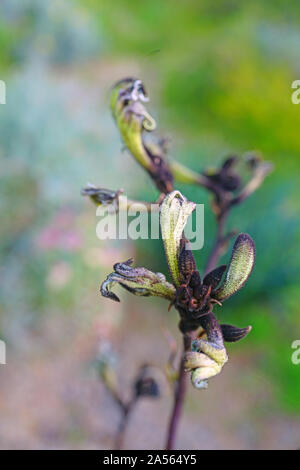 Anzeigen eines Schwarzen Kangaroo Paw Blume (Macropidia fuliginosa) in Australien Stockfoto