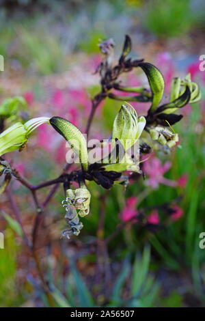 Anzeigen eines Schwarzen Kangaroo Paw Blume (Macropidia fuliginosa) in Australien Stockfoto