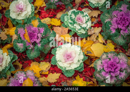 Blumenkohl wächst auf den Betten der große Kessel Stockfoto