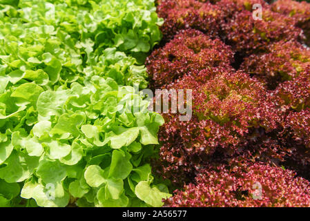 Pflanzliche hydroponischen System/junge und frische grüne Eiche und Rot Rote Koralle Salat Salat wachsenden Garten hydroponische farm Salat Pflanzen auf dem Wasser ohne s Stockfoto