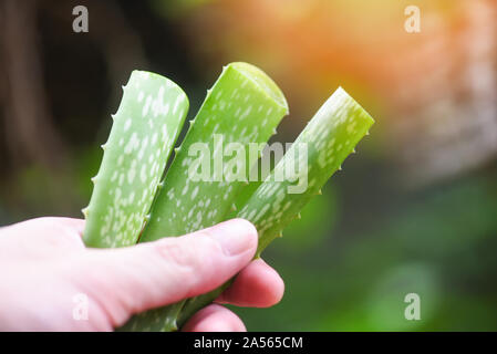 Aloe Vera Pflanze in der Hand und in der Natur grün Hintergrund/Nahaufnahme der frischen Aloe Vera Blatt mit Gel natürliche Kräuter und pflanzliche Arzneimittel, selektiver Fokus Stockfoto