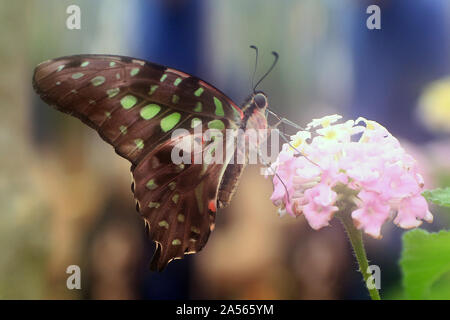Schmetterling Graphium Agamemnon 