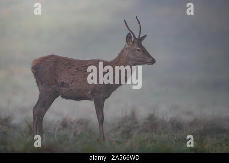 Studley Royal Park, Ripon, North Yorkshire, Große, UK. Okt, 2019 18. ; Studley Royal Hirschbrunft 2019; ein MANDSCHURISCHEN Sika Hirsch sucht eine Hirschkuh Credit: Mark Cosgrove/News Bilder Credit: Aktuelles Bilder/Alamy leben Nachrichten Stockfoto