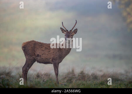 Studley Royal Park, Ripon, North Yorkshire, Große, UK. Okt, 2019 18. ; Studley Royal Hirschbrunft 2019; ein MANDSCHURISCHEN Sika Hirsch sucht eine Hirschkuh im Nebel Credit: Mark Cosgrove/News Bilder Credit: Aktuelles Bilder/Alamy leben Nachrichten Stockfoto