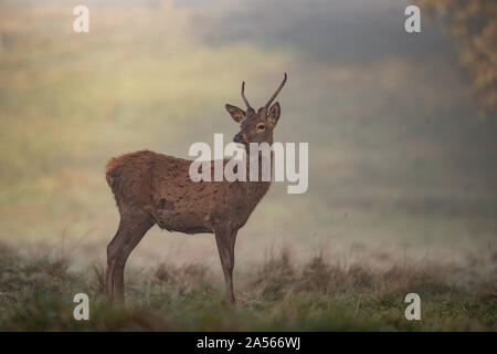 Studley Royal Park, Ripon, North Yorkshire, Große, UK. Okt, 2019 18. ; Studley Royal Hirschbrunft 2019; ein MANDSCHURISCHEN Sika Hirsch sucht eine Hirschkuh im Nebel Credit: Mark Cosgrove/News Bilder Credit: Aktuelles Bilder/Alamy leben Nachrichten Stockfoto