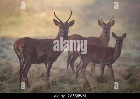 Studley Royal Park, Ripon, North Yorkshire, Große, UK. Okt, 2019 18. ; Studley Royal Hirschbrunft 2019; Zwei mandschurischen Sika Hirsch und eine Hirschkuh im Nebel Credit: Mark Cosgrove/News Bilder Credit: Aktuelles Bilder/Alamy leben Nachrichten Stockfoto