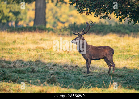 Studley Royal Park, Ripon, North Yorkshire, Große, UK. Okt, 2019 18. ; Studley Royal Hirschbrunft 2019; eine herrliche Red Deer Stag schaut über seine gehört der Hirsche Credit: Mark Cosgrove/News Bilder Credit: Aktuelles Bilder/Alamy leben Nachrichten Stockfoto