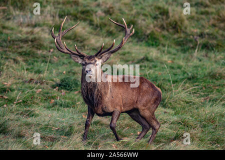 Studley Royal Park, Ripon, North Yorkshire, Große, UK. Okt, 2019 18. ; Studley Royal Hirschbrunft 2019; eine herrliche Red Deer Stag schaut über seine gehört der Hirsche Credit: Mark Cosgrove/News Bilder Credit: Aktuelles Bilder/Alamy leben Nachrichten Stockfoto