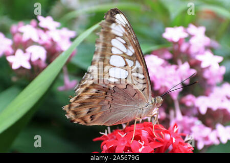 Parthenos sylvia, der Clipper, ist eine Art von Nymphaliden-Schmetterling, die in Süd- und Südostasien, meist in bewaldeten Gebieten, vorkommt. Stockfoto