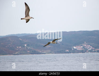 Caspian Gull (Larus cachinnans) in den Himmel fliegen. Stockfoto