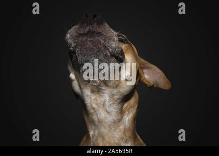 - Ca-De Bo-Cane - Corso Fänge behandeln Stockfoto