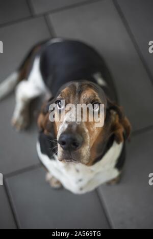 Sitzung Basset Hound Stockfoto