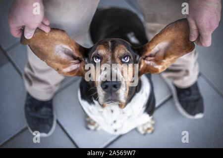 Sitzung Basset Hound Stockfoto