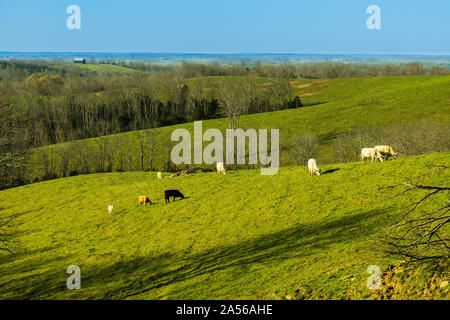 Grasende Kühe auf einem Hügel. Stockfoto