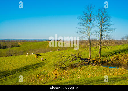 Grasende Kühe auf einem Hügel. Stockfoto