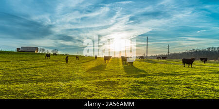 Kühe grasen in der Morgensonne mit Sonne hinter Ihnen. Stockfoto