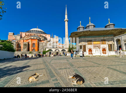 ISTANBUL TÜRKEI DIE HAGIA SOPHIA UND AUF DER RECHTEN DER BRUNNEN VON AHMED CESMESI UND ZWEI HUNDE SCHLAFEN IN DER SONNE Stockfoto
