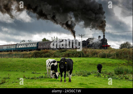 Bury, Lancashire, UK. 18. Okt 2019. Der erste Tag des jährlichen Herbst Dampf auf der East Lancashire Eisenbahn. Die freiwillige laufen Heritage Railway ist einer der festen Favoriten mit Dampf Enthusiasten, die aus dem ganzen Land reisen, um die dreitägige Veranstaltung zu besuchen. Favoriten aus dem Osten des Lancashire Eisenbahn Home Flotte hinzukommen, und special guest Lokomotiven für den Dampf spektakulär! Ein gehört der Kühe tragen auf dem Essen das Gras als Motoren BR Nr. 52322 und BR-Standard Klasse 4 2-6-4T Nr. 80080 bereit Grate stop in Manchester Lancashire zu verlassen. Bild von der Credit: Paul Heyes/Alamy leben Nachrichten Stockfoto